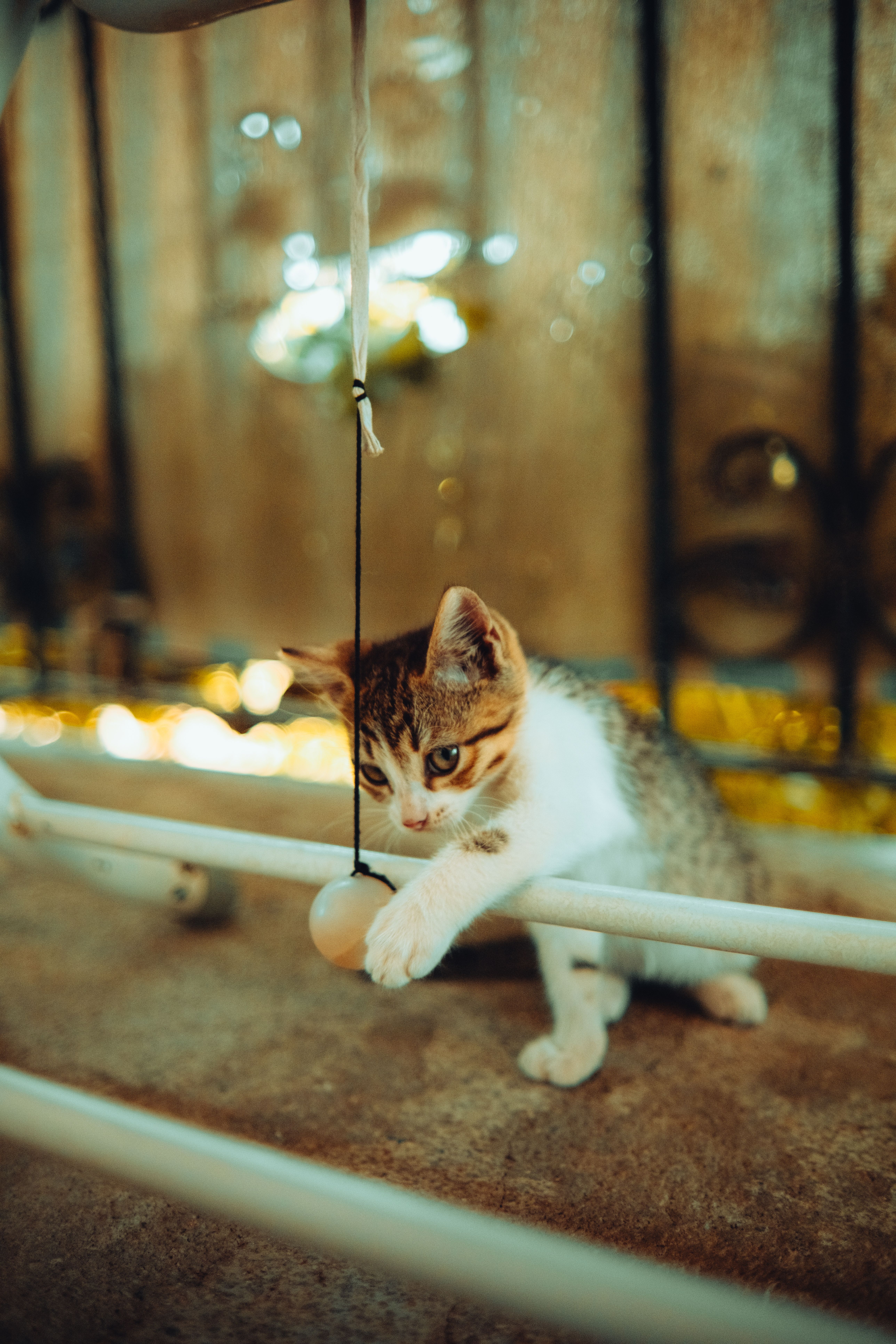 Pourquoi ton chat a besoin de jouer