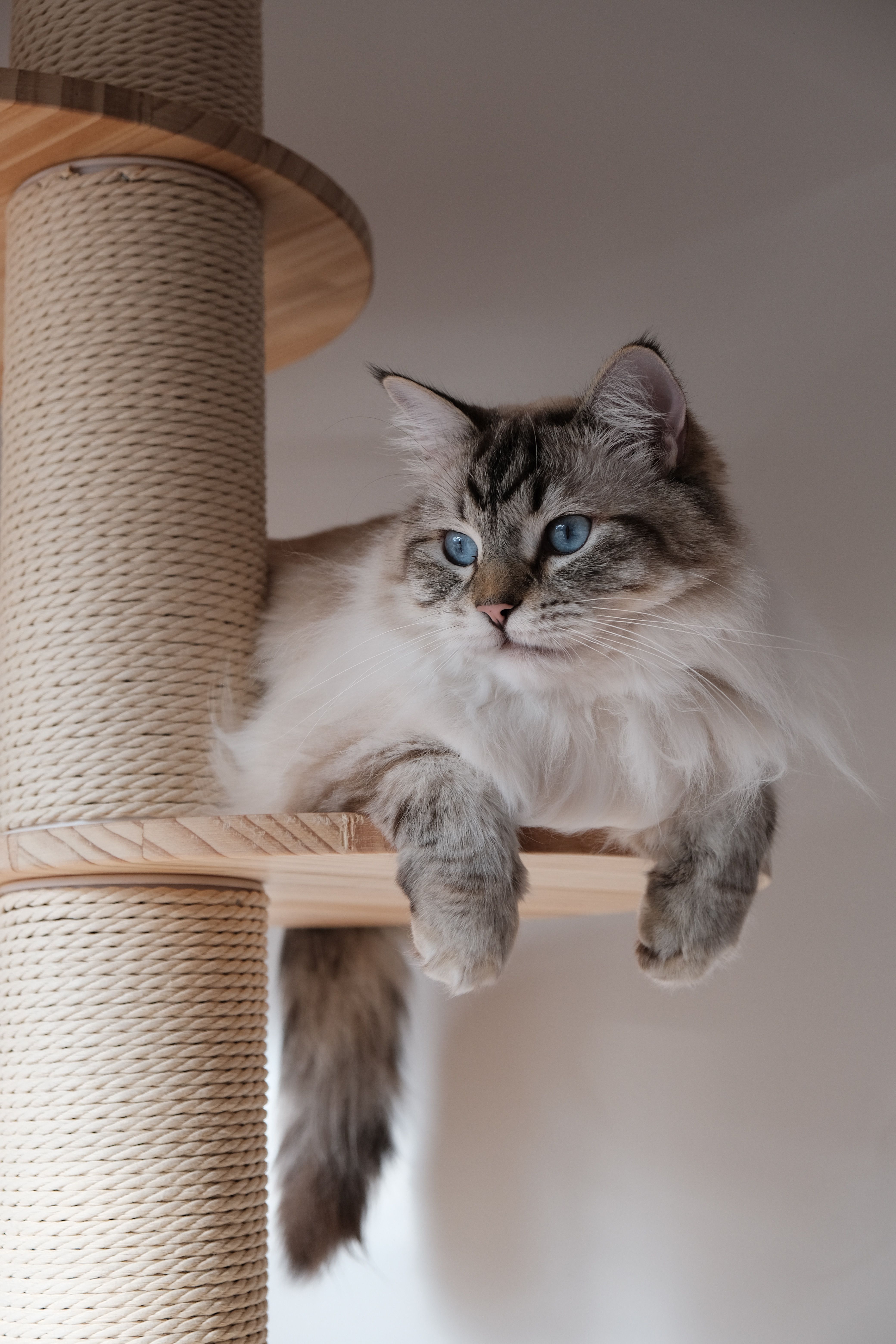 Notre sélection des meilleurs arbres à chat hauts (175 cm et plus)