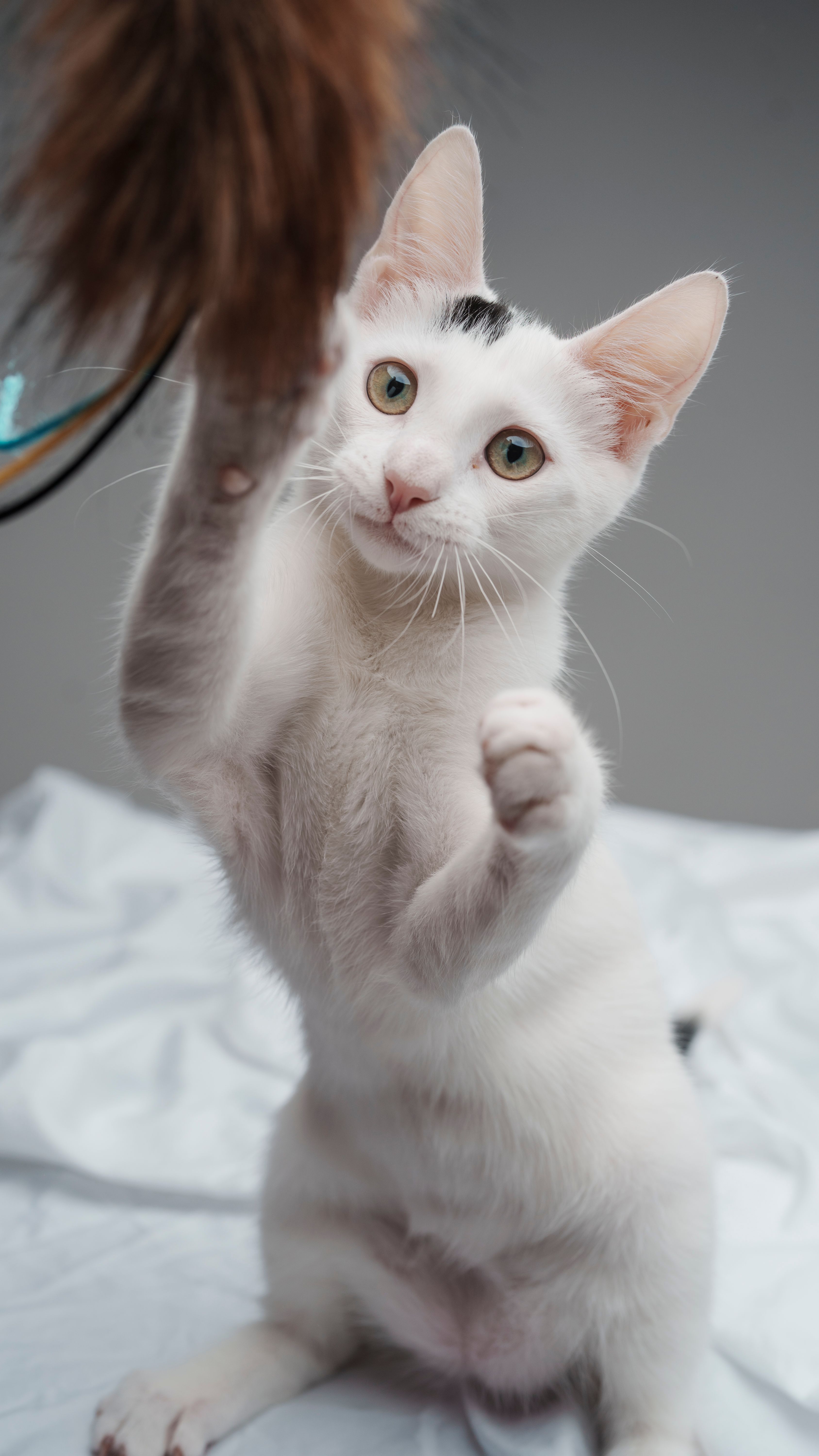 Pourquoi ton chat a besoin de jouer (vraiment) : nos jouets interactifs coups de cœur